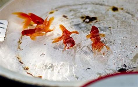 魚一直死風水|魚突然死了預示擋災嗎 養的魚死了怎麼處理